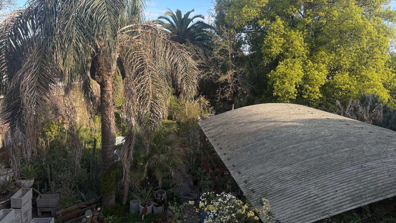 Vista elevada del predio de Vivero Vancho: palmeras, plantas en macetas y el techo de chapa curva de uno de los invernaderos
